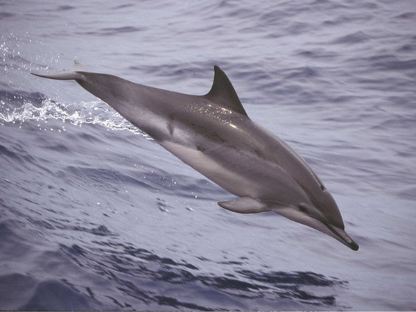 Giấc ngủ của cá heo khác với con người như thế nào? ảnh 1