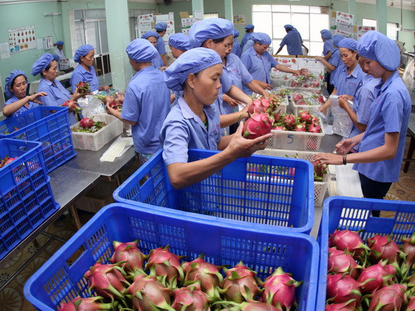 Đóng gói xuất khẩu thanh long. (Ảnh: Quang Nhựt/TTXVN) Hoa quả Việt Nam từng bước chinh phục thị trường thế giới ảnh 1