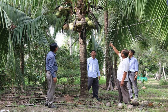 Tiền Giang: Giá dừa trái tăng gấp đôi, nông dân yên tâm chăm sóc vườn ảnh 1