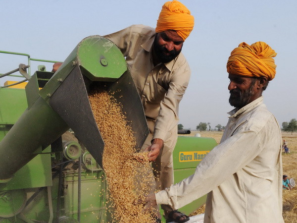 Giá lúa mỳ bật tăng do dự báo nhu cầu sẽ cải thiện ảnh 1