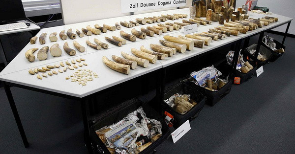 Thụy Sĩ thu giữ lượng ngà voi kỷ lục tại sân bay Zurich ảnh 1
