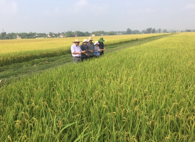 Đoàn công tác của Cục Trồng trọt đi kiểm tra, đánh giá tình hình sản xuất lúa. (Nguồn: cuctrongtrot) Xây dựng thương hiệu gạo Việt Nam: Nâng vị thế, tăng giá trị ảnh 1