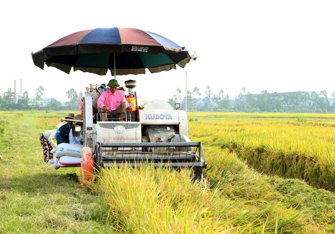 Nông dân hoạch lúa. (Ảnh: Phạm Kiên/TTXVN) Xây dựng thương hiệu gạo Việt Nam: Nâng vị thế, tăng giá trị ảnh 2