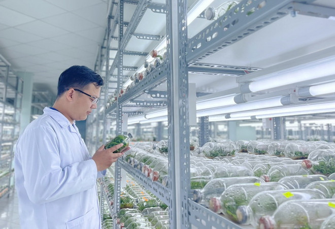 TP.HCM: Xây dựng chiến lược dài hạn cho nông nghiệp công nghệ cao ảnh 2