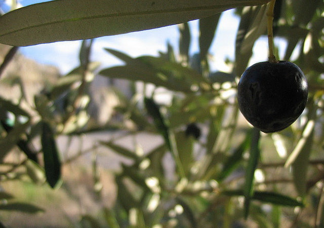 EC chỉ trích Mỹ áp thuế chống phá giá với dầu ôliu của Tây Ban Nha ảnh 1