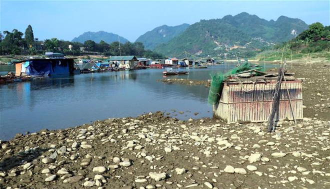 Nước sông Lô cạn, người nuôi cá lồng bị ảnh hưởng nghiêm trọng ảnh 1