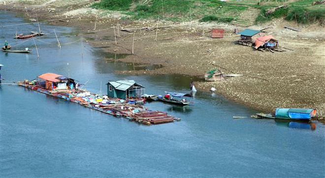 Nước sông Lô cạn, người nuôi cá lồng bị ảnh hưởng nghiêm trọng ảnh 2