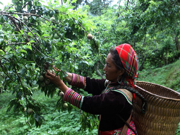 Người trồng mận Lào Cai phấn khởi vì được mùa, giá cao ảnh 1