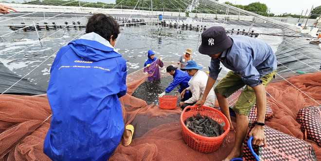 ttxvn_tom Ben tre1.jpg