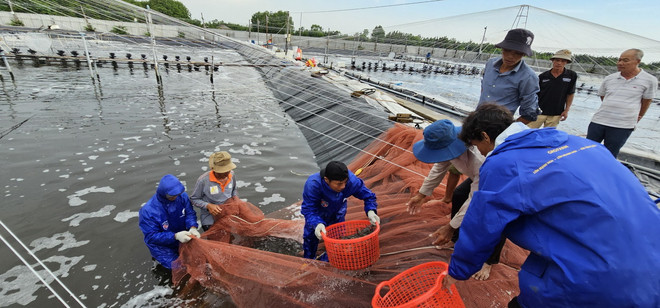 ttxvn_tom Ben tre2.jpg