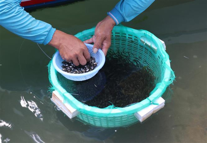 Ngư dân Ninh Thuận trúng mùa khai thác cá dìa giống ảnh 1