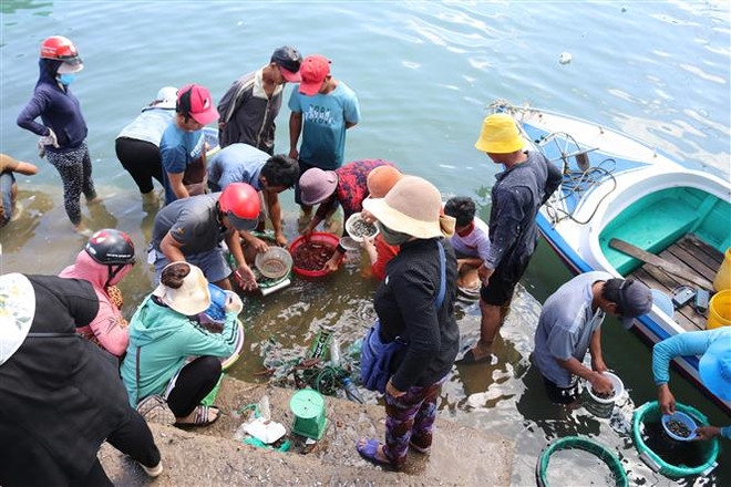 Ngư dân Ninh Thuận trúng mùa khai thác cá dìa giống ảnh 2