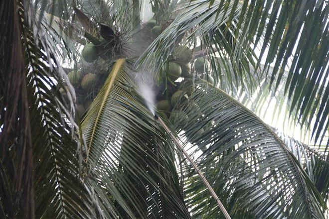 Giá dừa tươi tăng mạnh, nông dân Tiền Giang phấn khởi ảnh 1