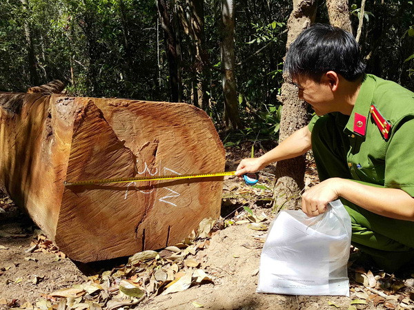 Công an Gia Lai: Không có chuyện lâm tặc dùng vũ lực để cướp gỗ ảnh 1