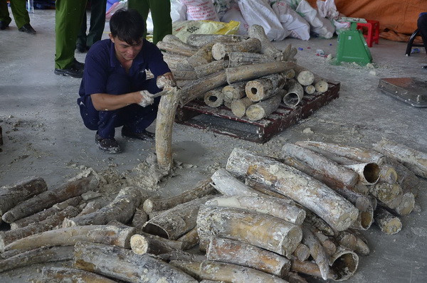 Thành phố Hồ Chí Minh bắt lô hàng gần 1 tấn ngà voi giấu trong gỗ ảnh 1