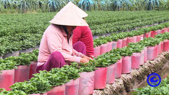 Cung ứng ra thị trường Tết Nguyên đán 2021 hơn 1 triệu giỏ hoa ảnh 1