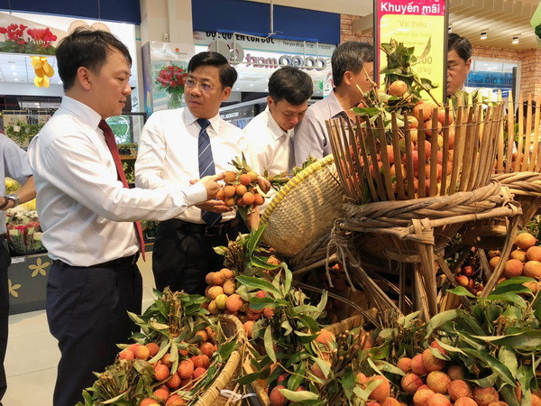 Saigon Co.op cam kết bao tiêu trái vải thiều tươi Lục Ngạn và Thanh Hà ảnh 2