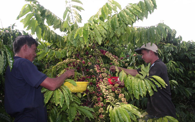 Càphê arabica Sơn La vào vụ, giá tăng nhẹ lên 7.000 đồng mỗi kg ảnh 1