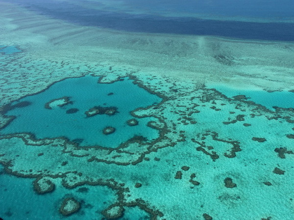 Hy vọng mới giải cứu rạn san hô lớn nhất thế giới Great Barrier ảnh 1