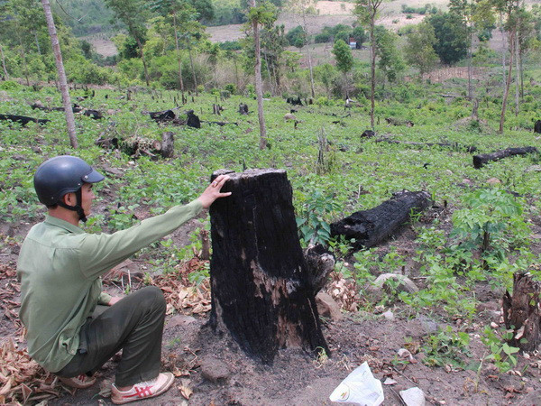 Ban Chỉ đạo Tây Nguyên giám sát công tác bảo vệ rừng ở Đắk Lắk ảnh 1