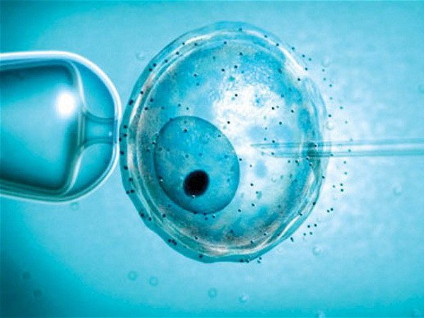 Nguồn gen ảnh hưởng phương pháp thụ tinh ống nghiệm ảnh 1