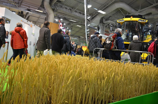 Trung bình hàng năm Pháp thu hoạch 260.000 tấn lúa mỳ sạch ảnh 1