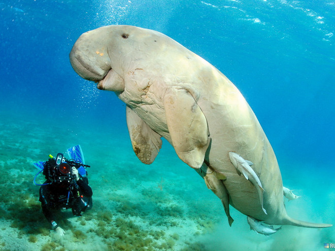 Vinpearl Phú Quốc muốn tham gia cứu hộ và bảo tồn ngoại vi bò biển ảnh 1