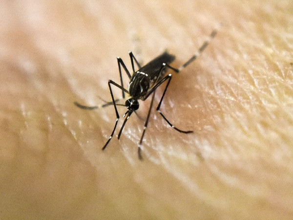 Singapore phát hiện ca nhiễm virus Zika đầu tiên do lây trong nước ảnh 1