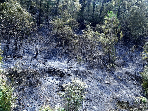 Cháy rừng trên núi đá vôi tại Quần thể danh thắng Tràng An ảnh 1