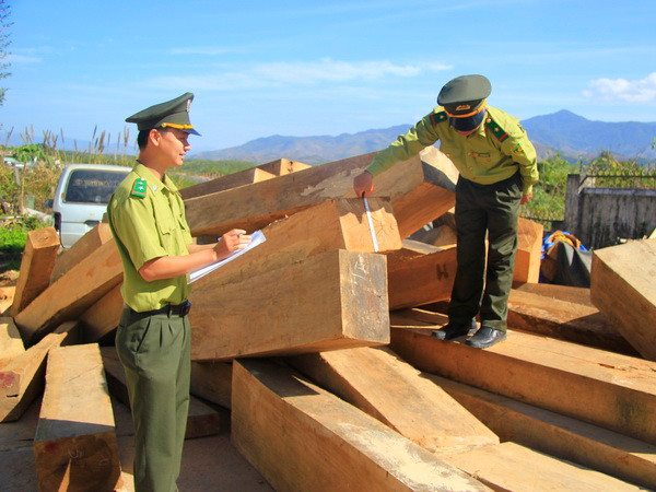 Lợi dụng vận chuyển gỗ tang vật để trà trộn gỗ lậu đi tiêu thụ ảnh 1