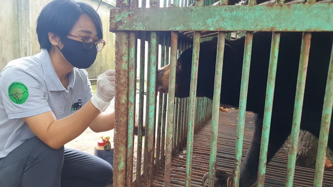 Chuyển giao an toàn cá thể Gấu Chó về Vườn Quốc gia Cát Tiên ảnh 1