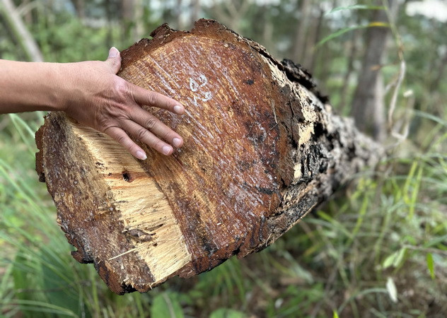 Lâm Đồng: Tạm đình chỉ công tác một chủ tịch xã để xảy ra phá rừng ảnh 1