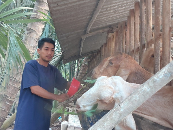 Các hộ cận nghèo, hộ mới thoát nghèo trên địa bàn huyện Mỏ Cày Bắc, tỉnh Bến Tre, được hỗ trợ vốn vay chăn nuôi từng bước thay đổi cuộc sống. (Ảnh: Chương Đài/TTXVN) Triển khai hiệu quả nguồn vốn tín dụng chính sách xã hội ở Bến Tre ảnh 2