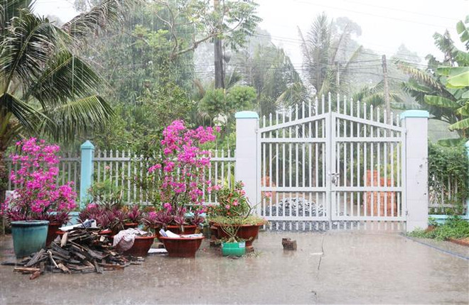 Mưa 'vàng' giải nhiệt cho ĐBSCL giữa cao điểm hạn mặn ảnh 2