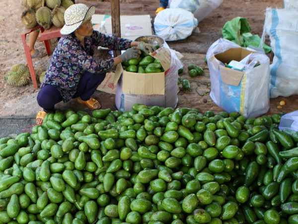 Đắk Lắk trồng mới gần 1.000ha cây ăn quả thị trường ưa chuộng ảnh 1