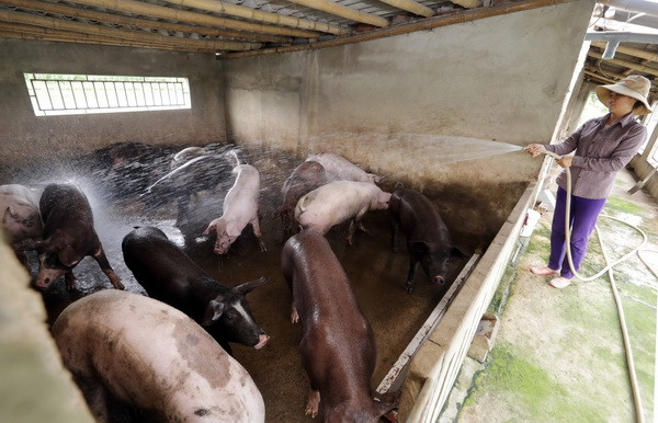 Giải pháp quản lý và khắc phục môi trường trong chăn nuôi ảnh 2