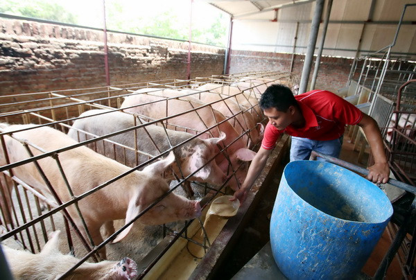 Giải pháp quản lý và khắc phục môi trường trong chăn nuôi ảnh 1