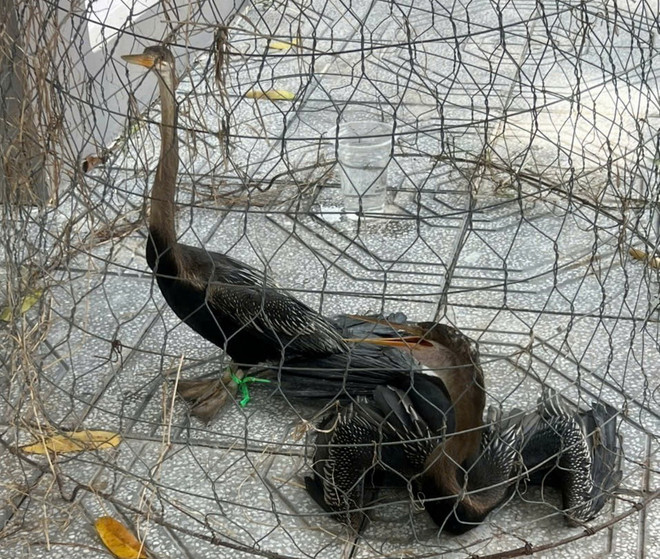 ttxvn_1908_chim co ran (2).jpg