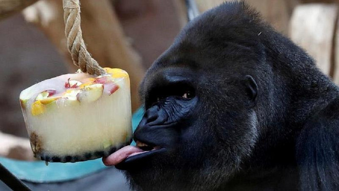 Nigeria điều tra cáo buộc khỉ đột nuốt trọn ngân quỹ 19.000 USD ảnh 1
