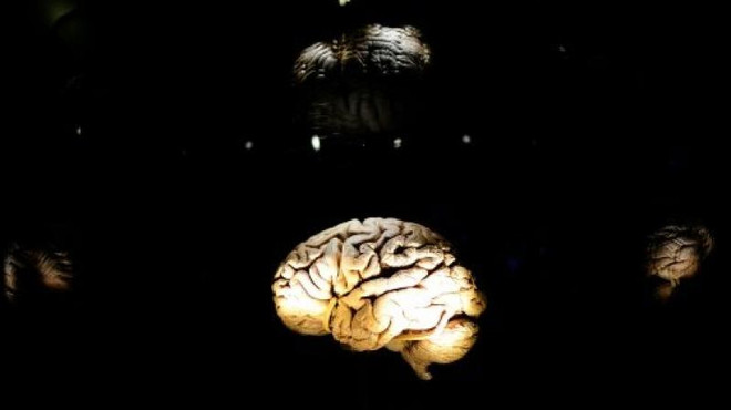 Động vật có vú sở hữu bộ não lớn dễ bị tuyệt chủng hơn ảnh 1