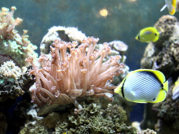 Ứng dụng công nghệ viễn thám giám sát tài nguyên môi trường biển đảo ảnh 1