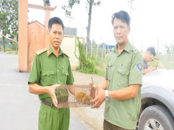 Bình Phước: Tiếp nhận một cá thể cu li nguy cấp, quý hiếm ảnh 1