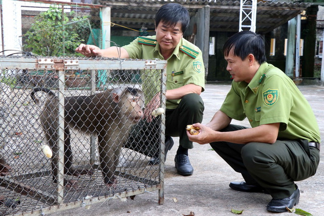 Việt Nam và Lào tăng cường hợp tác bảo vệ rừng và động vật hoang dã ảnh 1