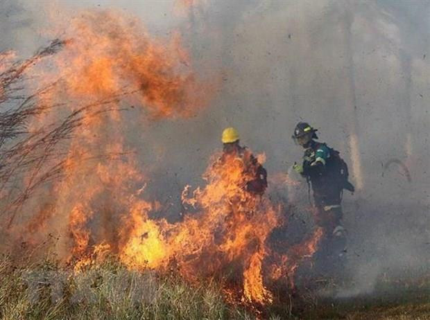 Tìm ra phương pháp phòng chống cháy rừng thân thiện với môi trường ảnh 1