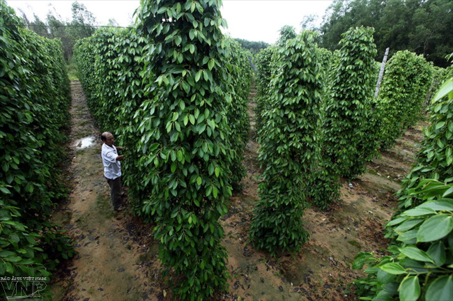 Đảo Ngọc Phú Quốc - Thiên đường trên vùng biển Tây Nam ảnh 11