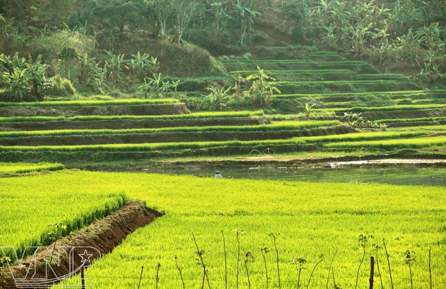 Biển Hồ - “Viên ngọc xanh” trên phố núi Pleiku ảnh 5