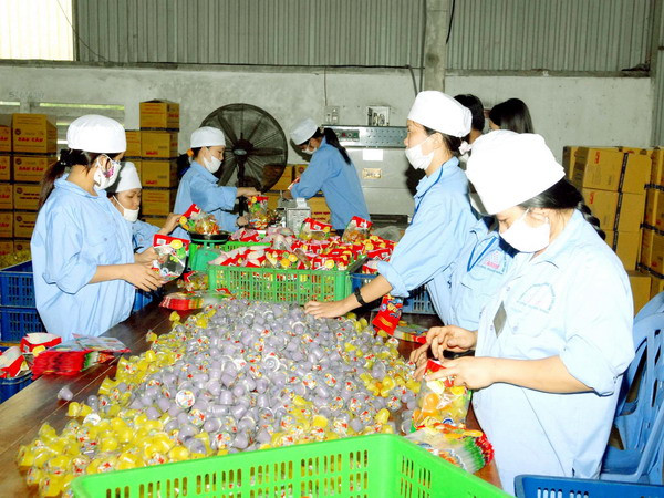 Sản xuất thạch rau câu. (Ảnh: Nguyễn Đán/TTXVN) Người dân Quảng Ngãi đổ xô đi khai thác rau câu ảnh 1