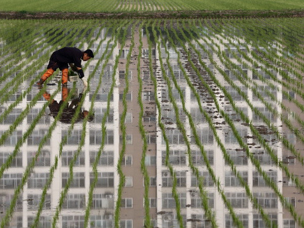 Hàn Quốc đối mặt tình trạng thừa cung gạo trong năm nay ảnh 1