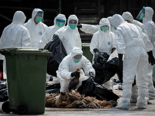 Thêm một ca tử vong do cúm H7N9 ở Trung Quốc ảnh 1