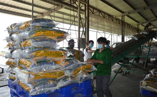 Sản xuất gạo tại Công ty Cổ phần Tập đoàn Tân Long - Chi nhánh Đồng Thá ở xã Định An, huyện Lấp Vò, Đồng Tháp. (Ảnh: Nhựt An/TTXVN) VFA kiến nghị một số giải pháp cụ thể về sản xuất và xuất khẩu gạo ảnh 1